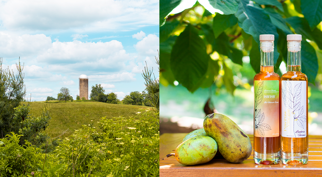 Preserving The Pawpaw: Daniel Liberson of Lindera Farms